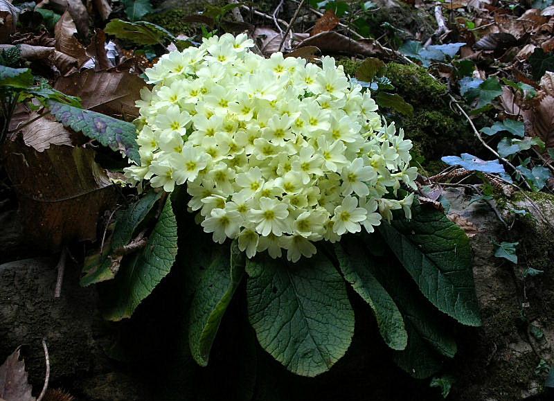 Primula vulgaris (=acaulis) / Primula comune